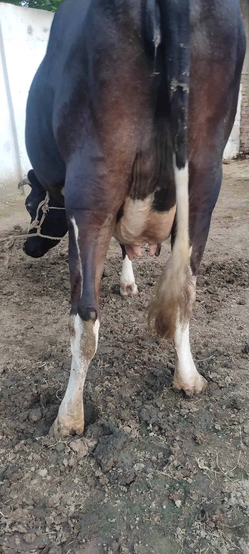 Jersey Cow for Sale — photo 3