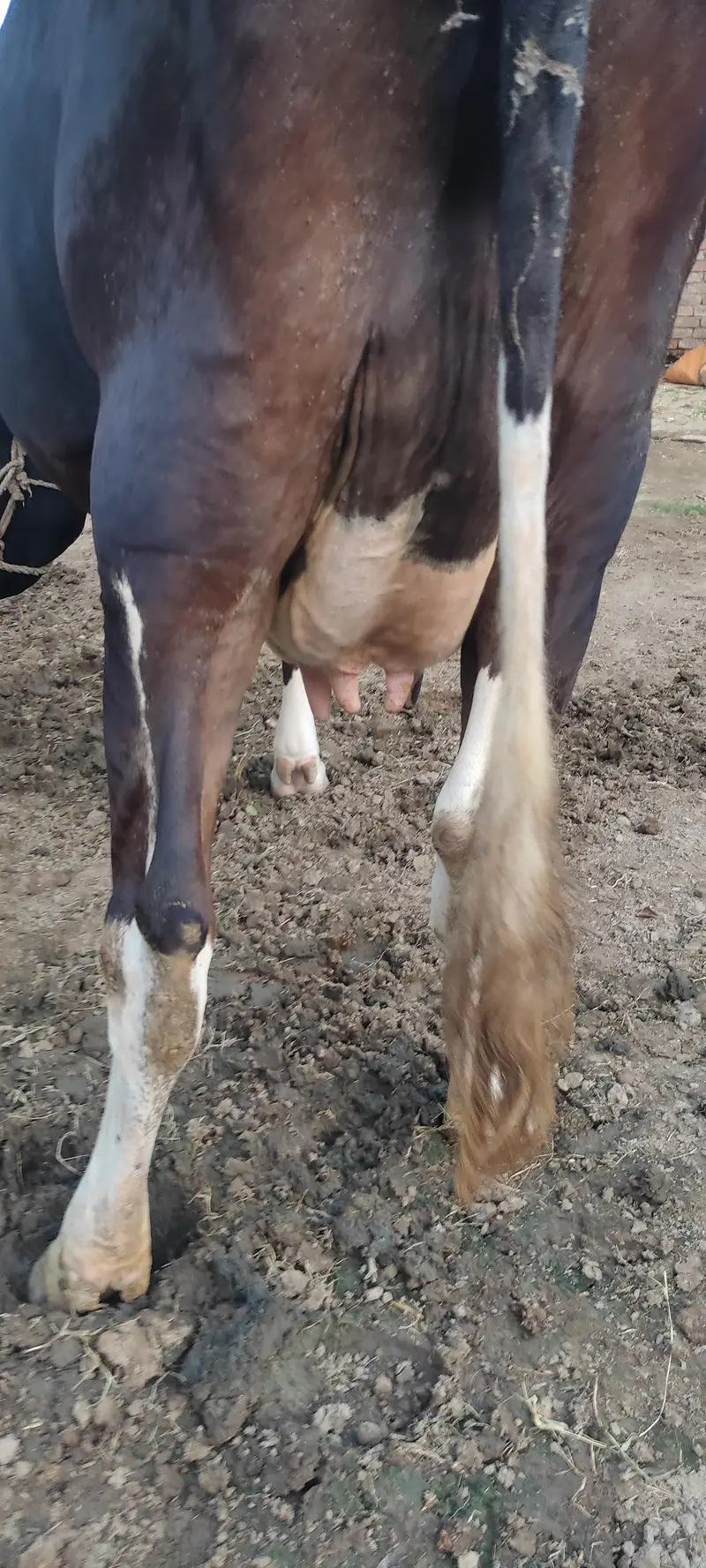 Jersey Cow for Sale — photo 4