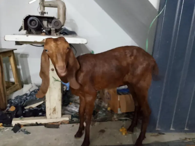 goat. — photo 2