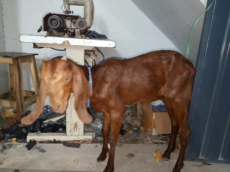 goat. — photo 3