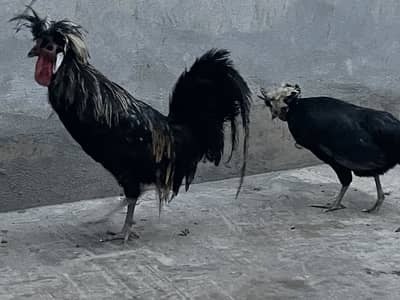Polish Breeder pair for sale