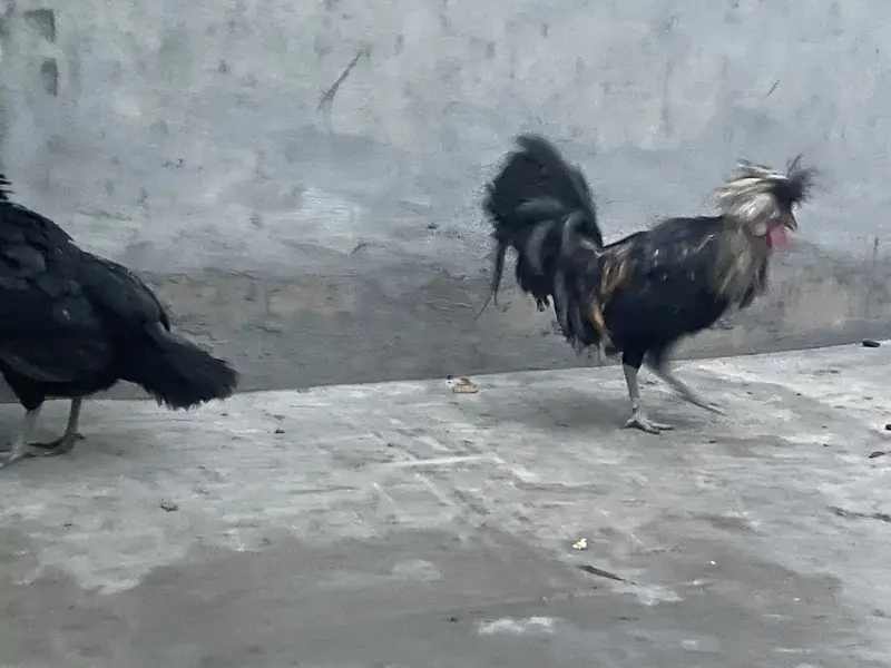 Polish Breeder pair for sale — photo 3