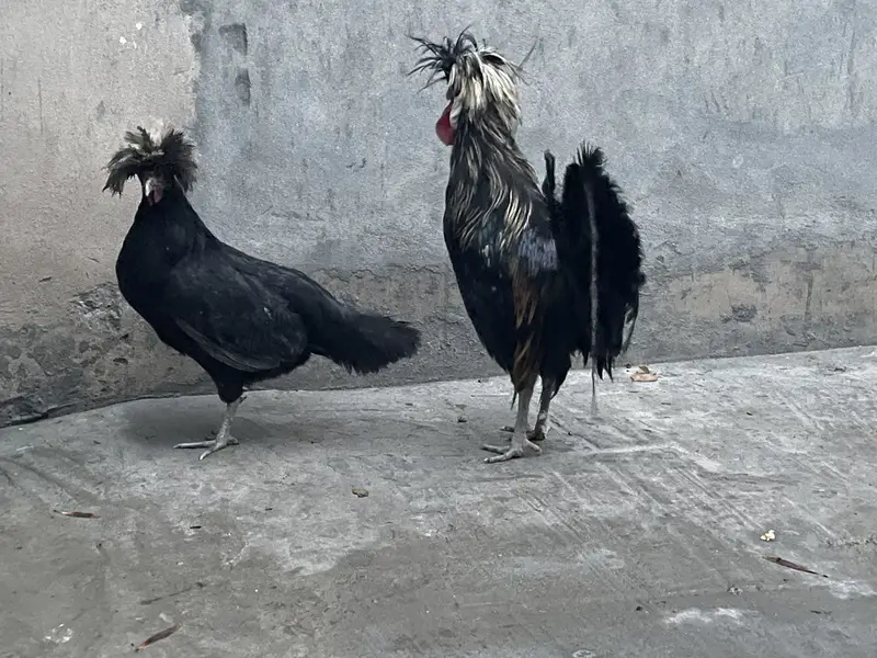 Polish Breeder pair for sale — photo 5