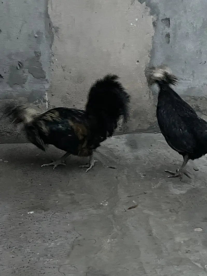 Polish Breeder pair for sale — photo 7