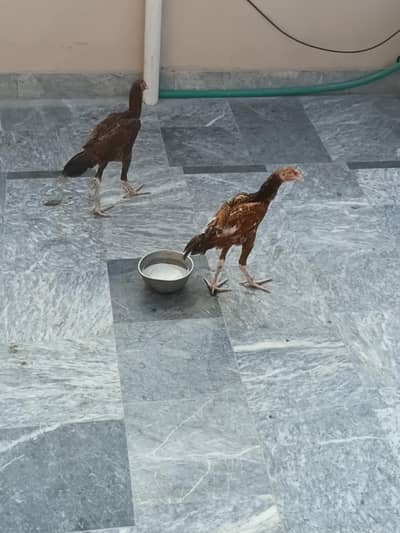 اصیل pair for sale