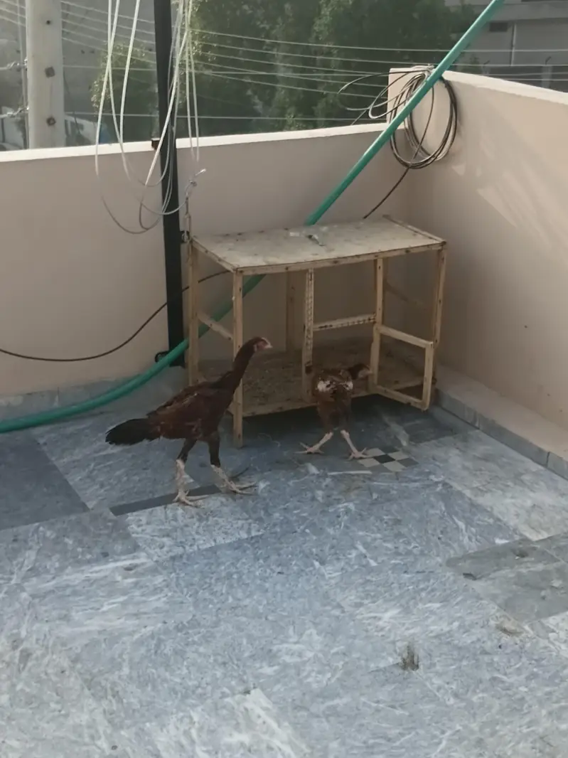 اصیل pair for sale — photo 2