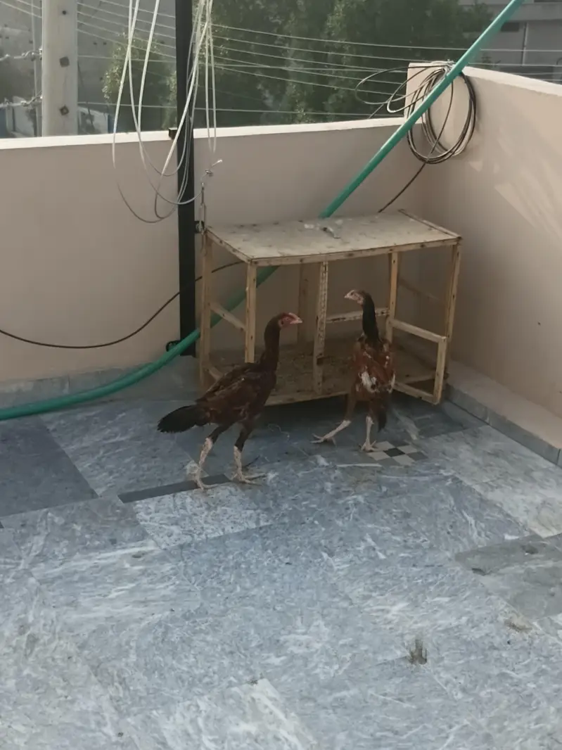 اصیل pair for sale — photo 3
