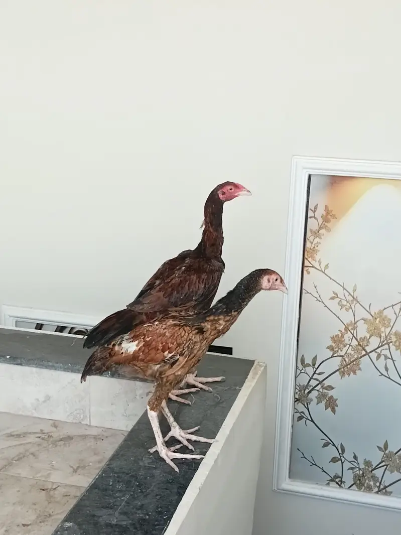 اصیل pair for sale — photo 4