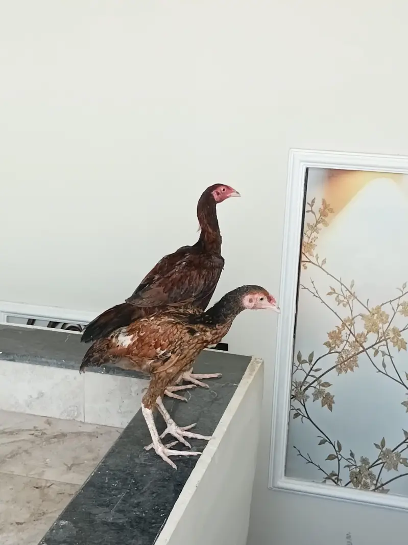 اصیل pair for sale — photo 5