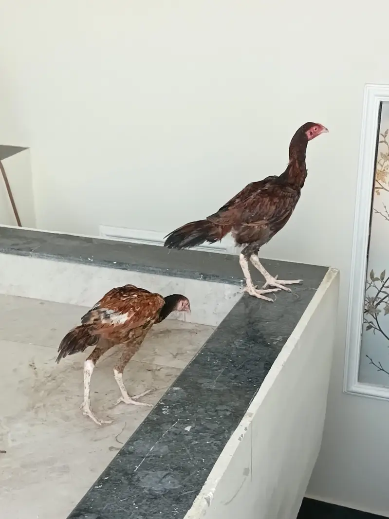 اصیل pair for sale — photo 6