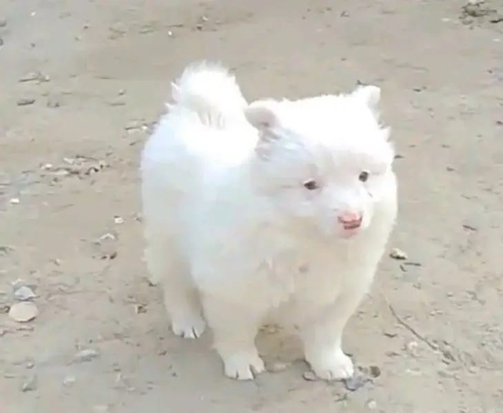 Russian helthy and active puppies dog for sale — photo 4