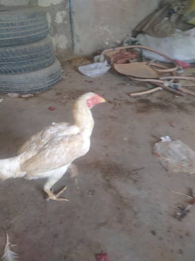 hirha asell