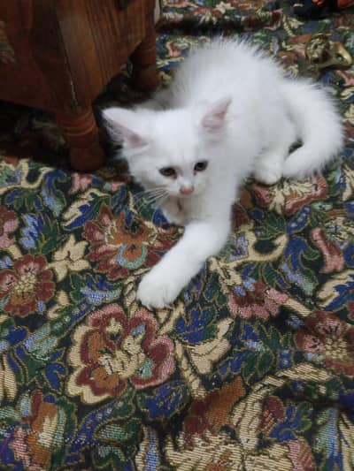 persian white kittns pair with mother cat urgnt sale