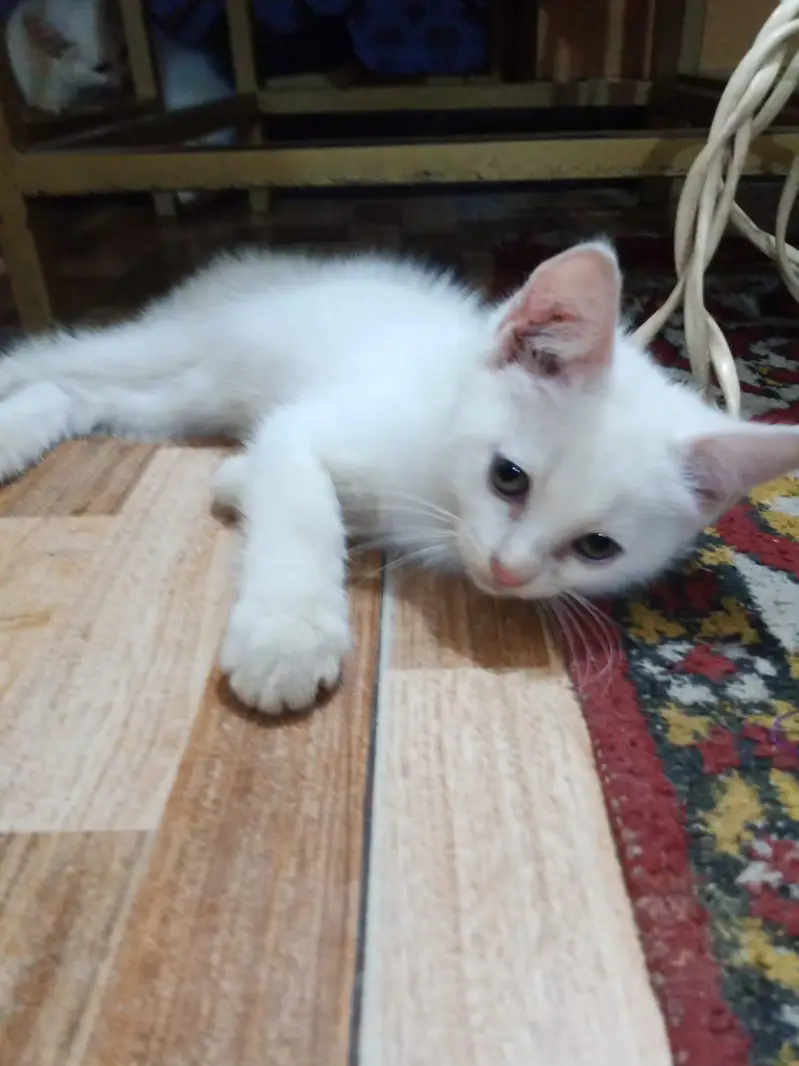 persian white kittns pair with mother cat urgnt sale — photo 2