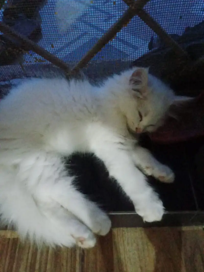 persian white kittns pair with mother cat urgnt sale — photo 3