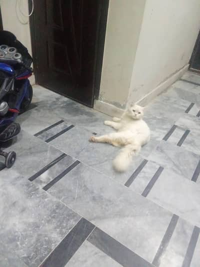 Persian cat