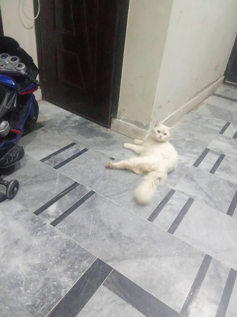 Persian cat 0