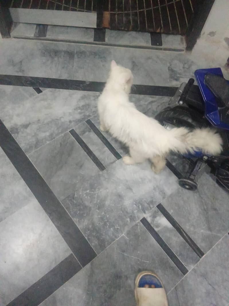 Persian cat 1
