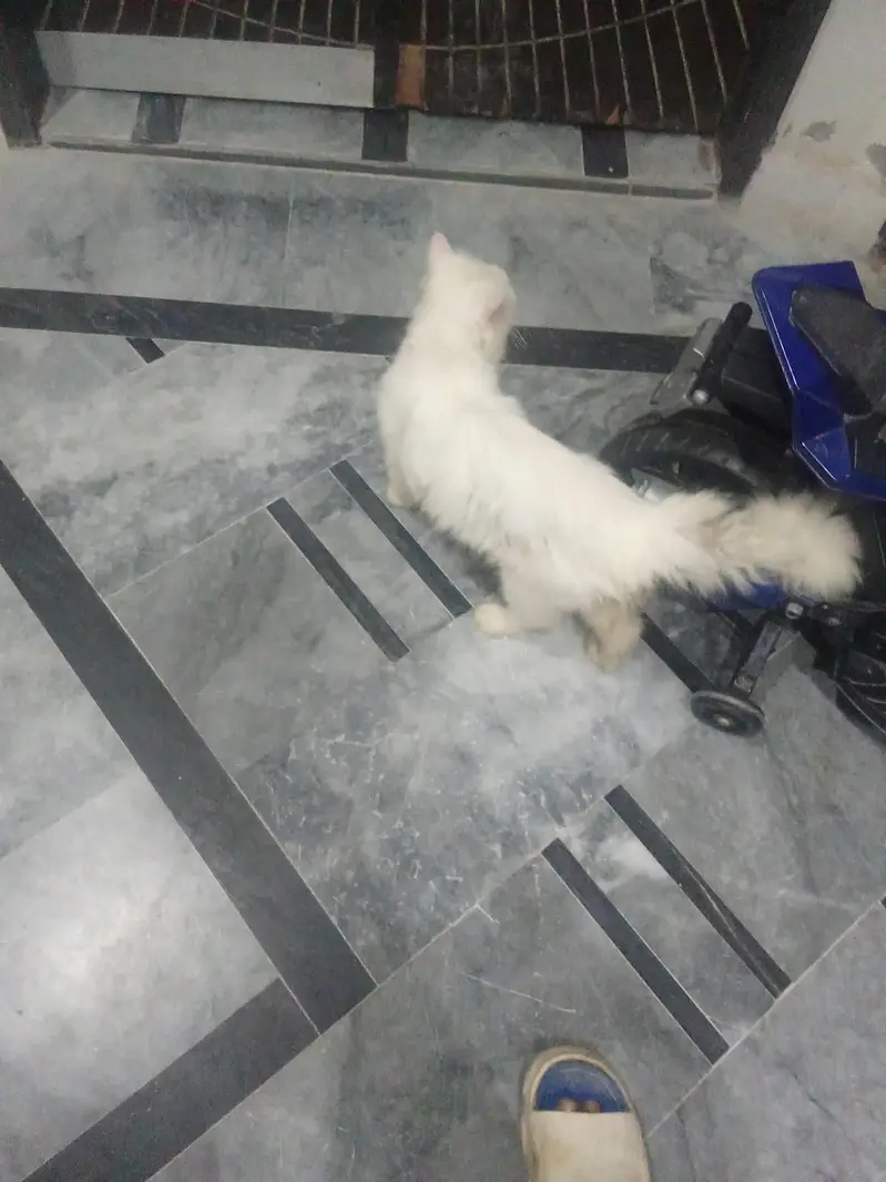 Persian cat — photo 2
