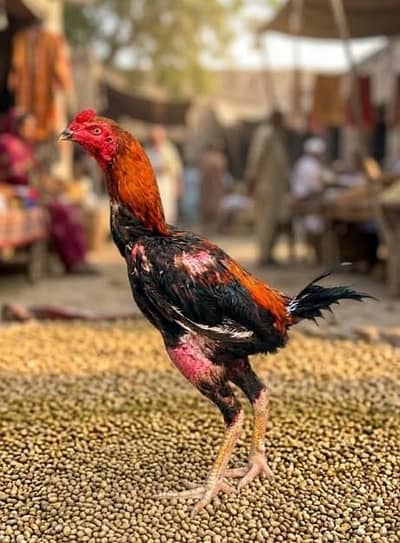 pokay super locker or jupness or burmi chick for sale 03016632416