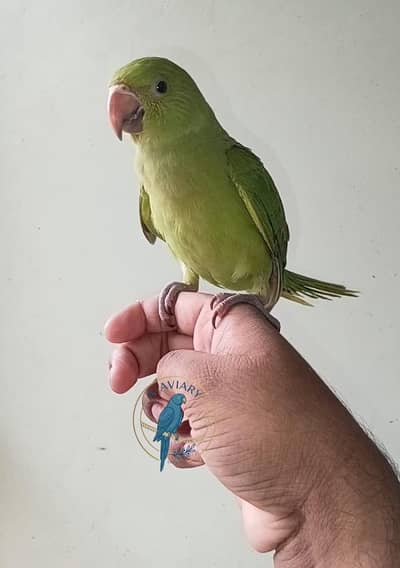 Ringneck baby