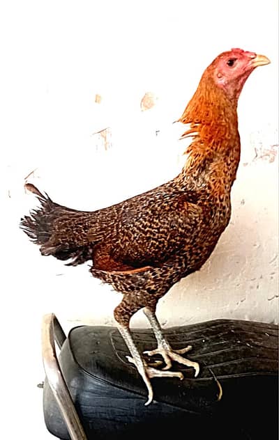 burmi pkoi hens  313/44/-51/7-50