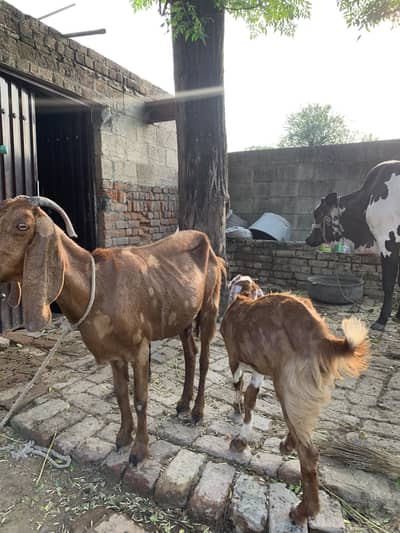 BAKRIYAN FOR SALE