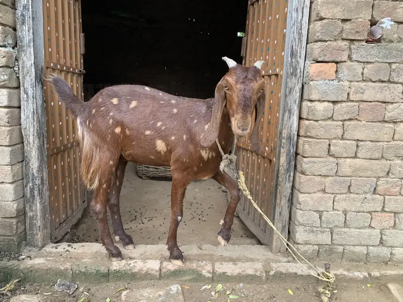 BAKRIYAN FOR SALE — photo 2