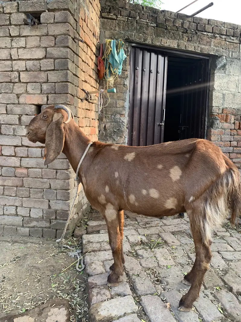 BAKRIYAN FOR SALE — photo 3