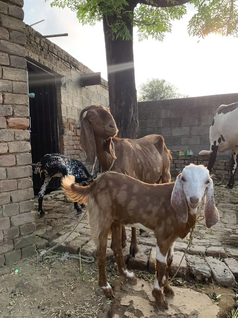 BAKRIYAN FOR SALE — photo 4