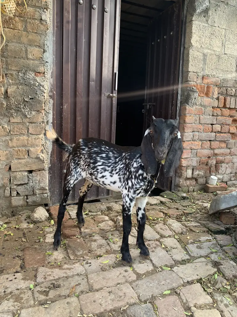 BAKRIYAN FOR SALE — photo 5