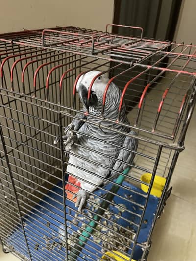 African Grey Parrot