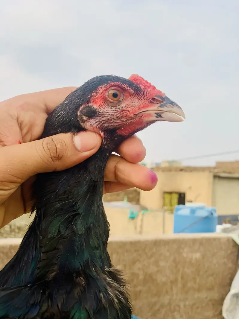 Aseel lasani phata — photo 4