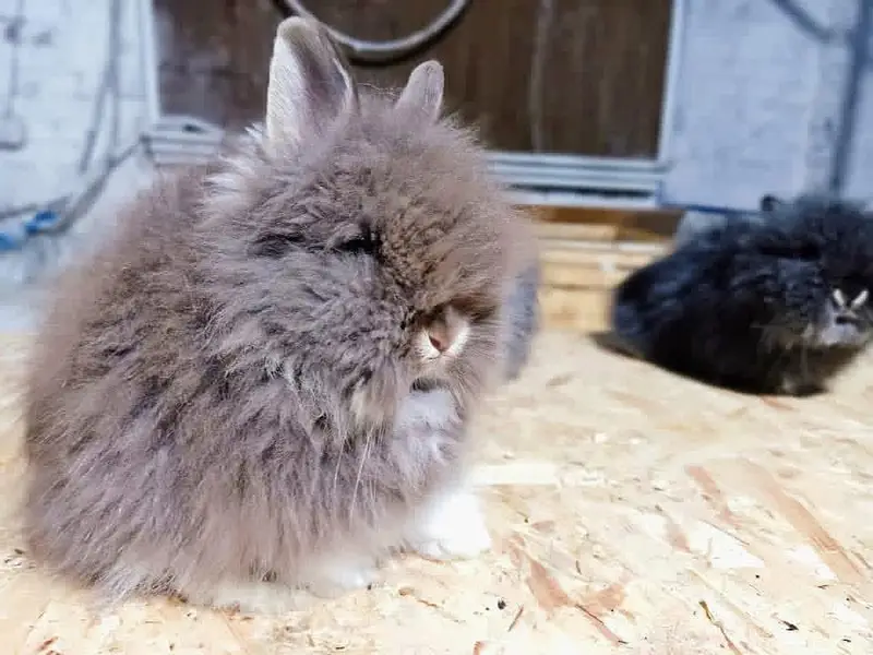 Fancy Rabbit /loops /Hotot /Teddy Holand ,Newzeland_American | Bunnies — photo 2