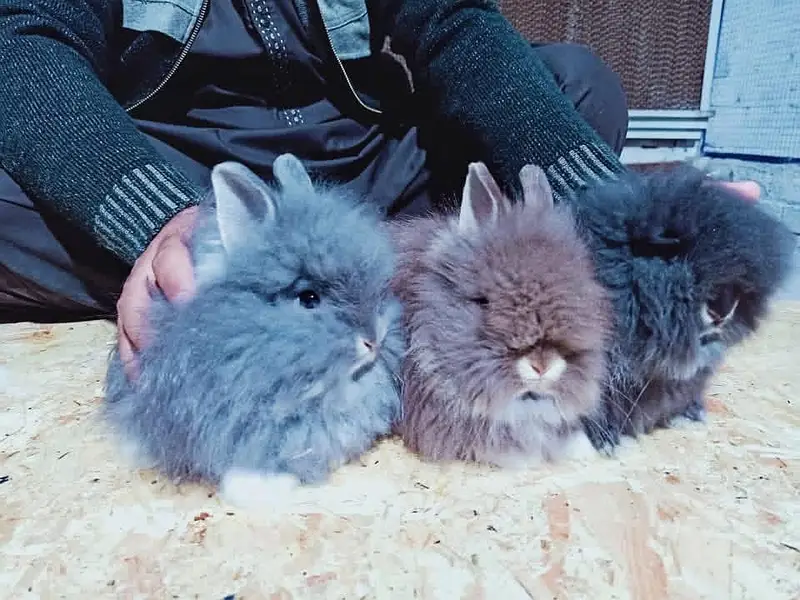 Fancy Rabbit /loops /Hotot /Teddy Holand ,Newzeland_American | Bunnies — photo 3