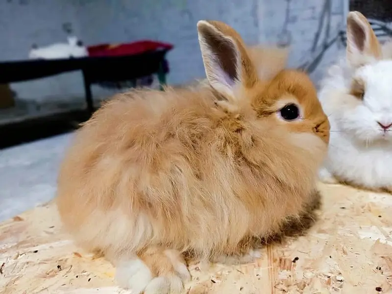 Fancy Rabbit /loops /Hotot /Teddy Holand ,Newzeland_American | Bunnies — photo 4