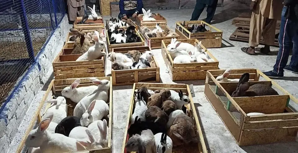 Fancy Rabbit /loops /Hotot /Teddy Holand ,Newzeland_American | Bunnies — photo 5