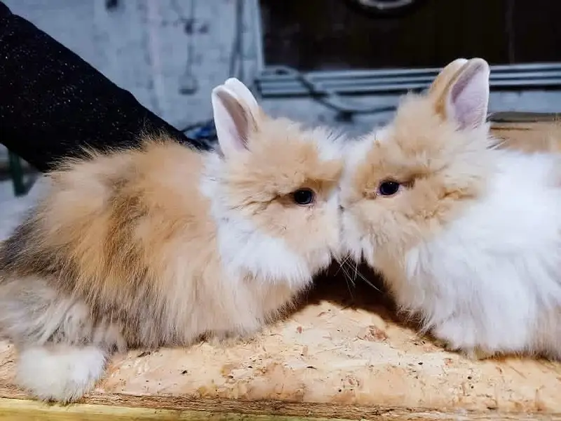 Fancy Rabbit /loops /Hotot /Teddy Holand ,Newzeland_American | Bunnies — photo 7