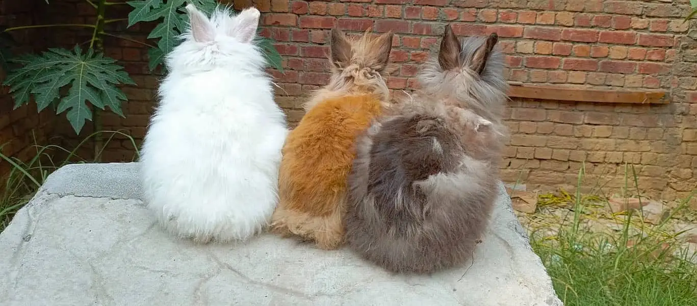 Fancy Rabbit /loops /Hotot /Teddy Holand ,Newzeland_American | Bunnies — photo 9