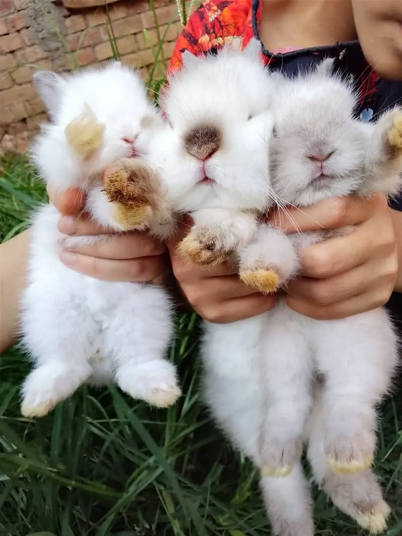 Fancy Rabbit /loops /Hotot /Teddy Holand ,Newzeland_American | Bunnies — photo 10