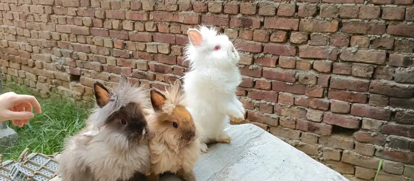 Fancy Rabbit /loops /Hotot /Teddy Holand ,Newzeland_American | Bunnies — photo 11