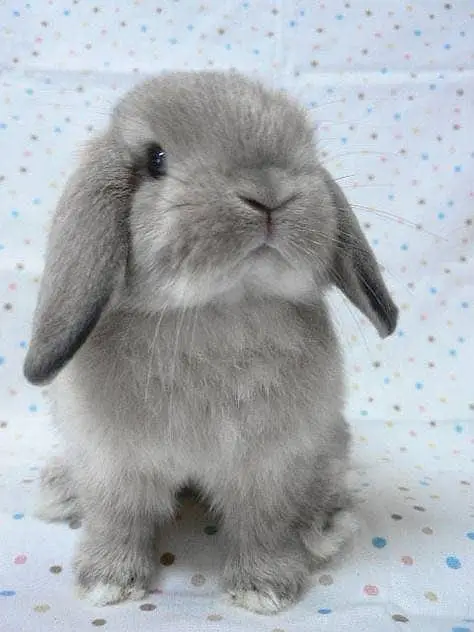 Fancy Rabbit /loops /Hotot /Teddy Holand ,Newzeland_American | Bunnies — photo 12