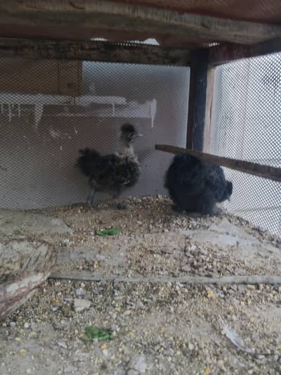 Silkie chicks pair