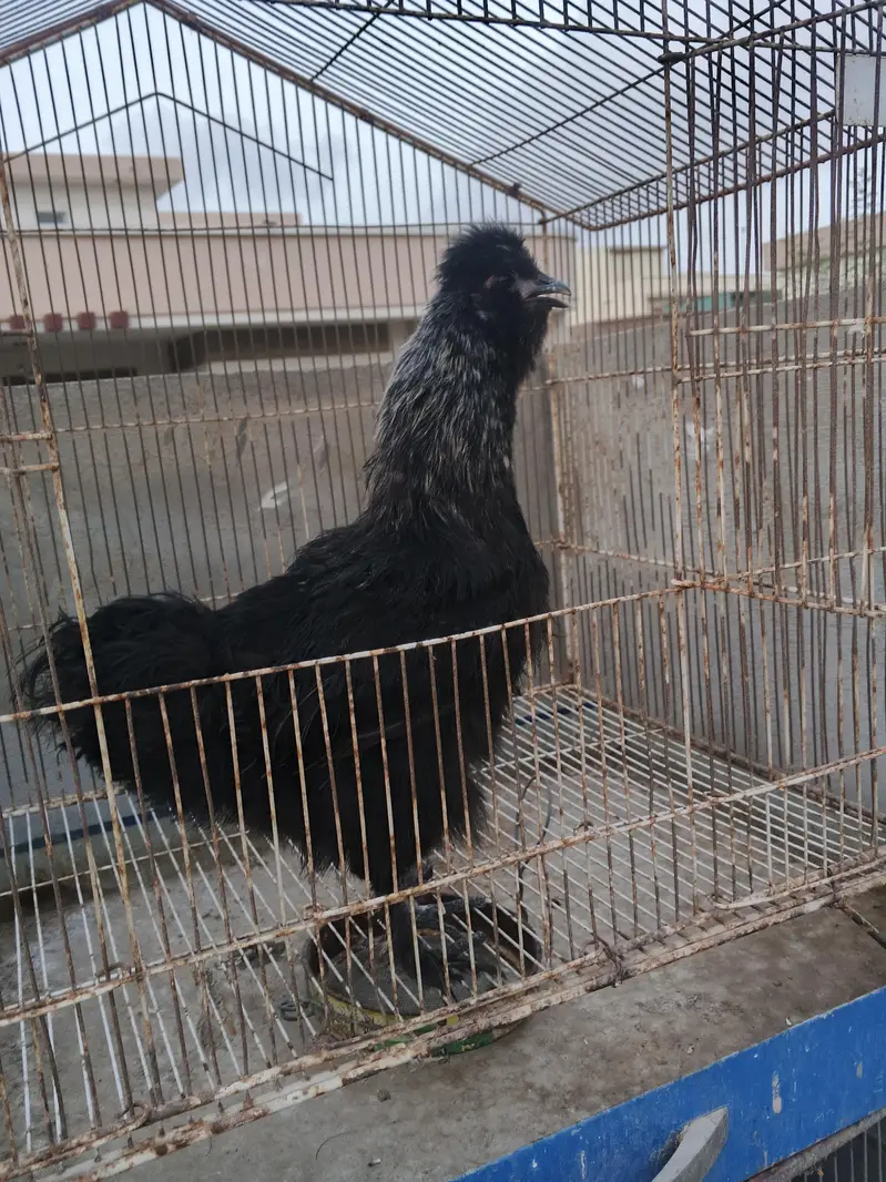 Silkie chicks pair — photo 2