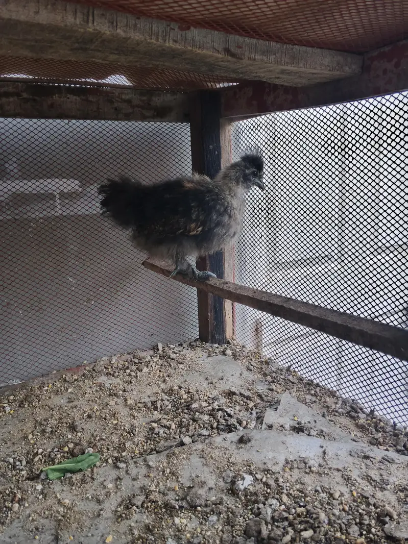 Silkie chicks pair — photo 3