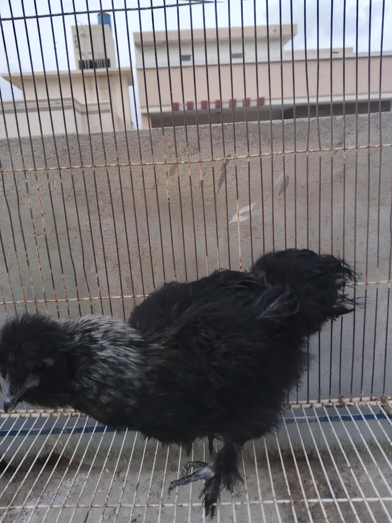Silkie chicks pair — photo 4