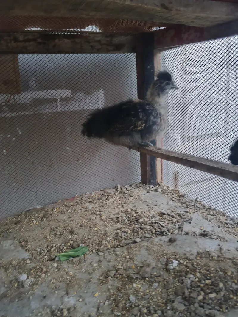 Silkie chicks pair — photo 5