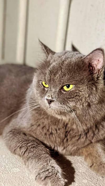 pure Parsian kitten , peki pace, vaccinated, litter trained-gulshan