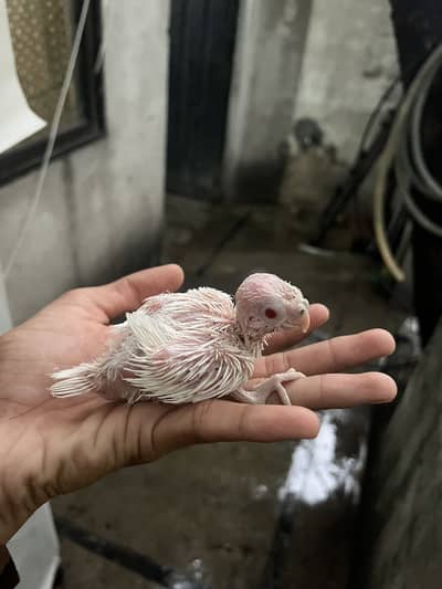 cockatiel chiks avalibal