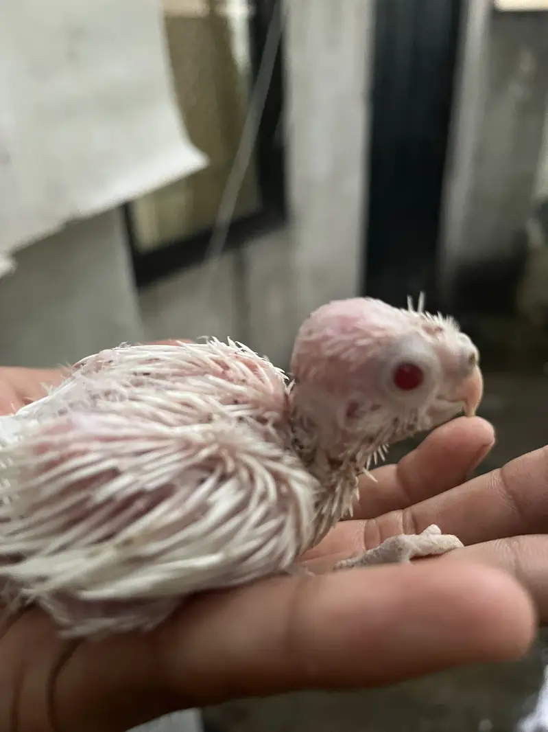 cockatiel chiks avalibal — photo 2